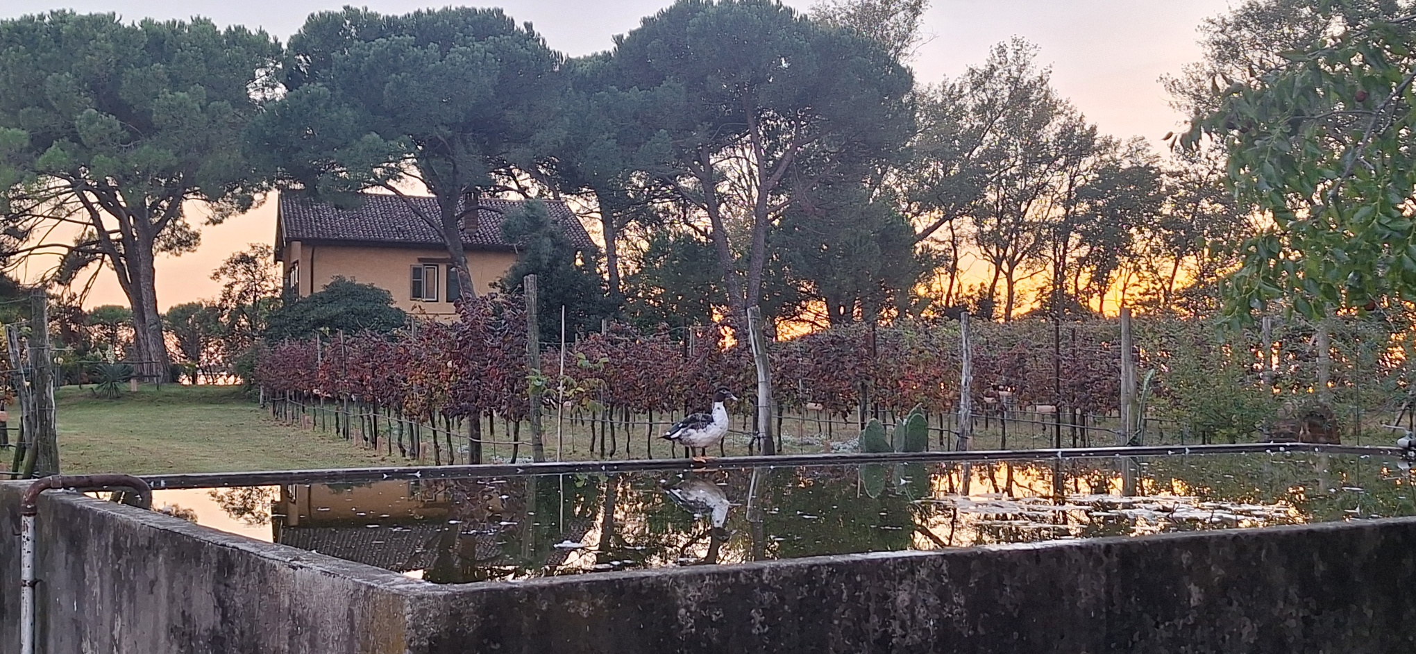 Veduta della casa padronale circondata dai pini al tramonto. Davanti ad essa ci son odiversi filari di vigne dallle foglie rosse per l'autunno e in primo piano c'è una vasca di cemento sul cui bordo è appoggiata un'anatra muta