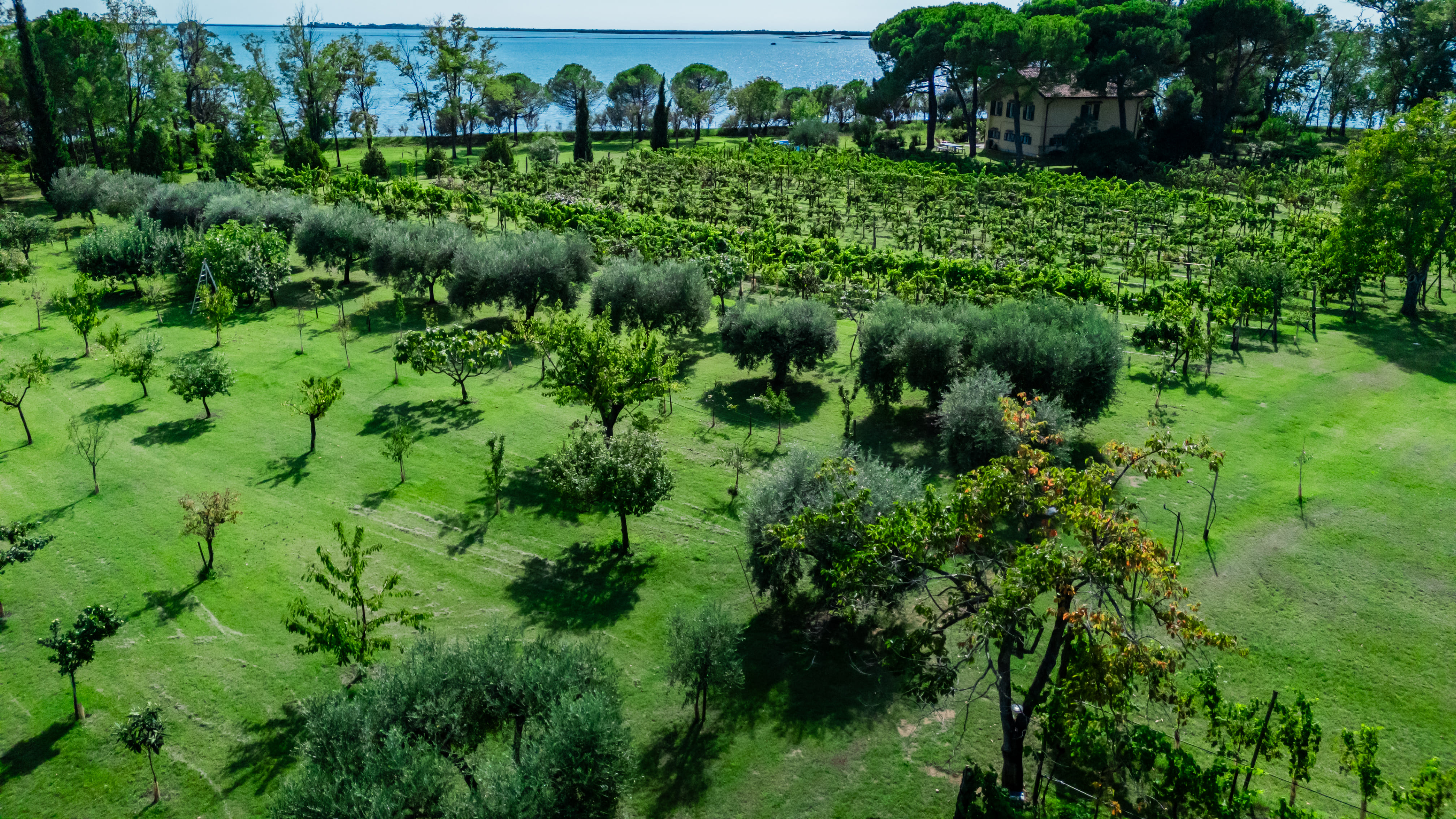 Veduta dall'alto di frutteto, ulivi e vigneto