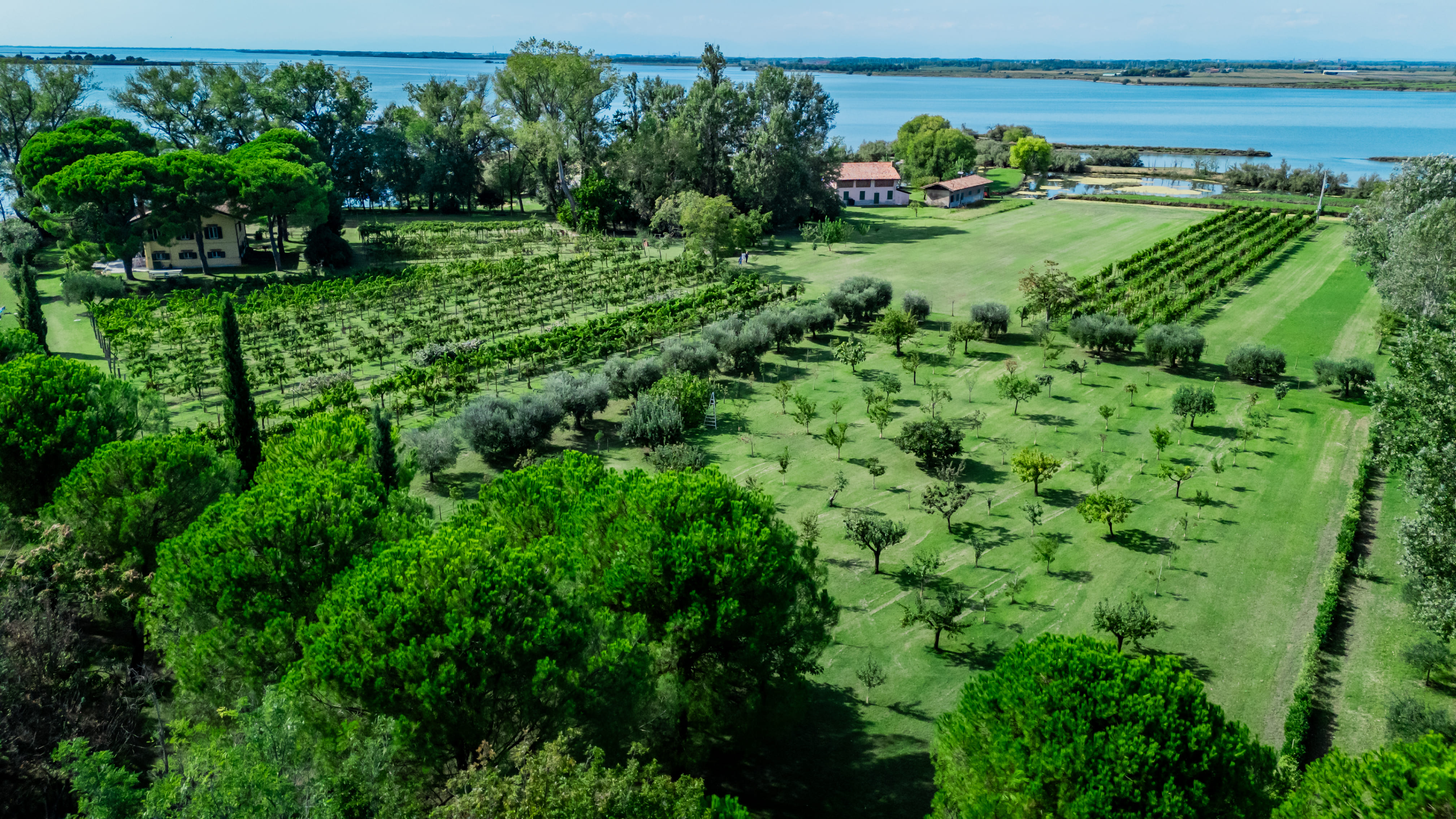 Veduta dall'alto di vigneti, ulivi e frutteto. Si vedono anche due grandi case color pastello, una gialla e una rosa, e una più piccola e semplice accanto a quella rosa