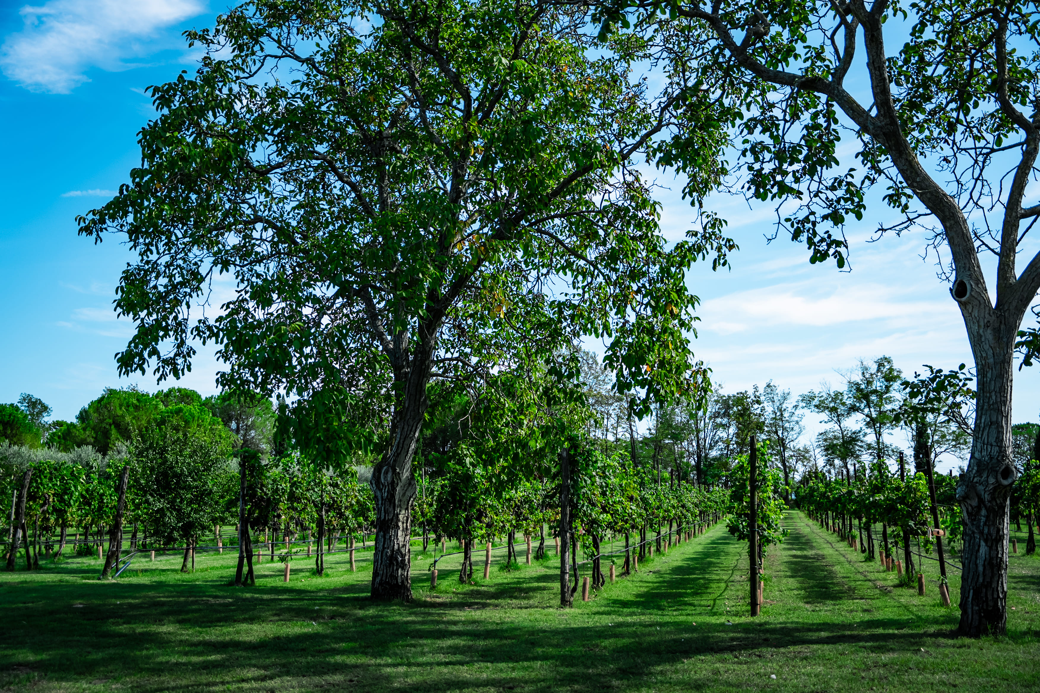 Veduta di due noci davanti a diversi filari di vigne