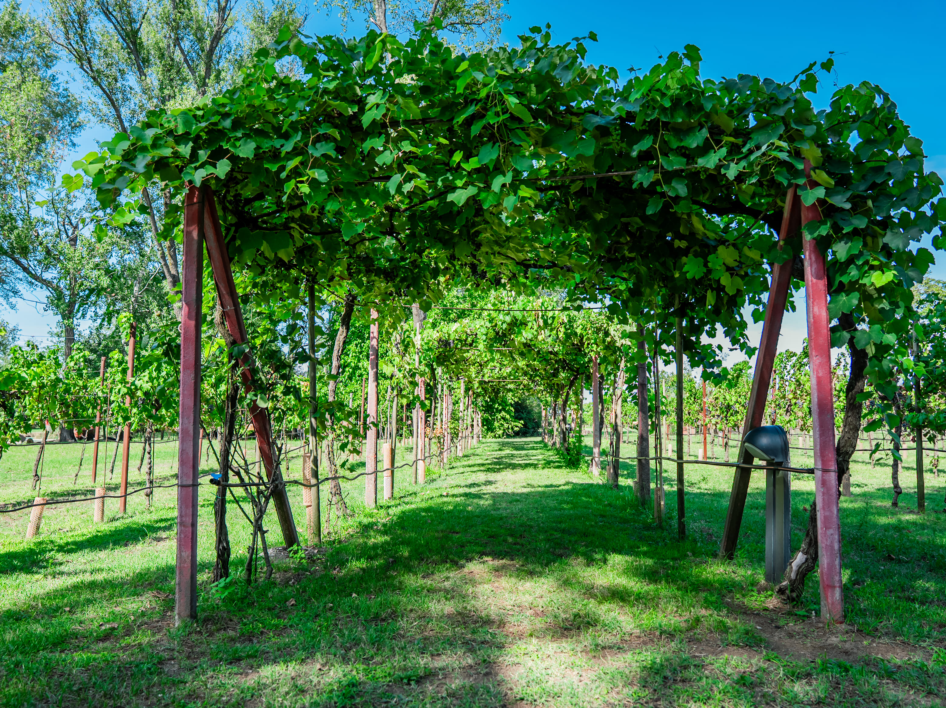 Un rigoglioso pergolato di uva fragola
