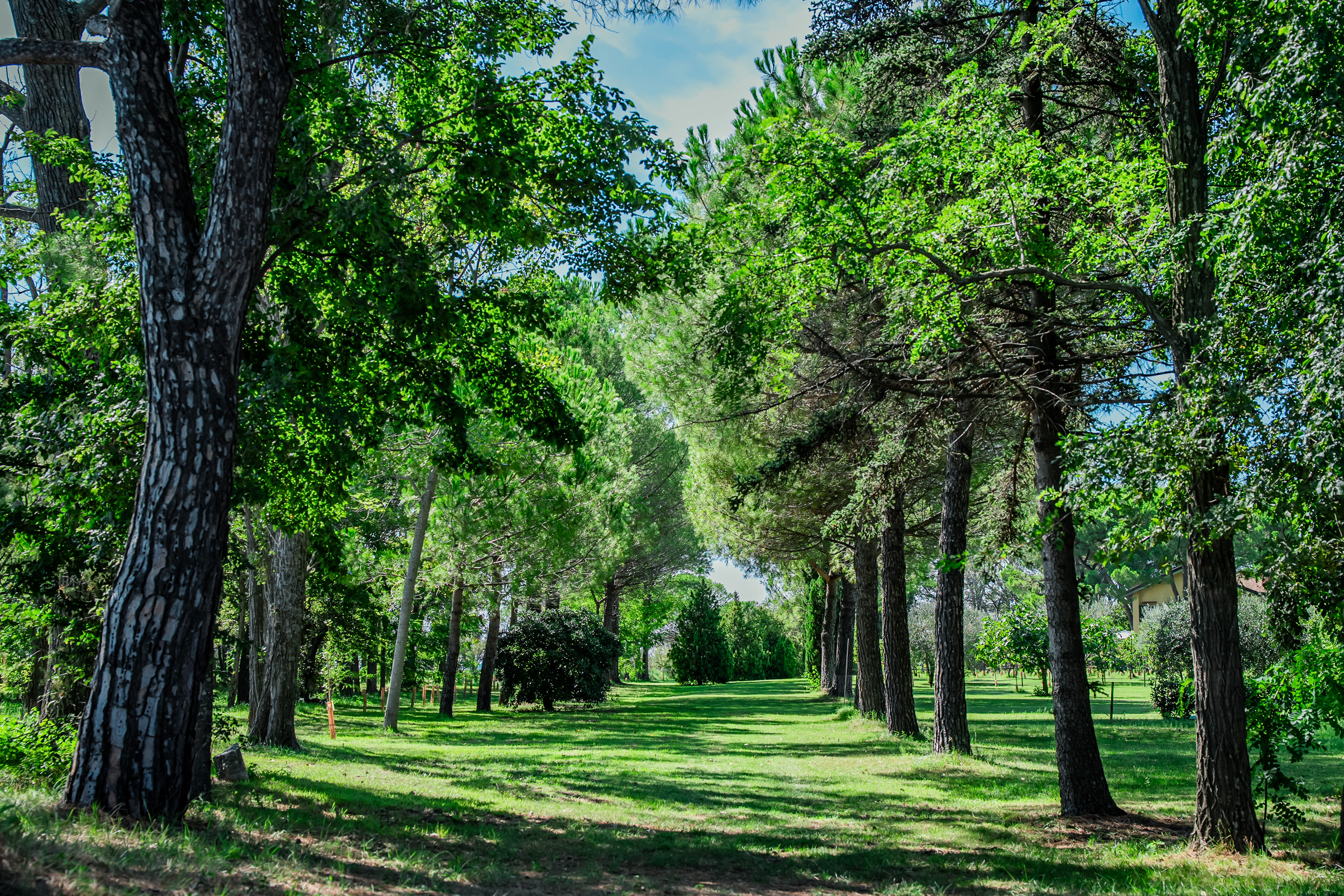 Veduta del viale di pini presso Punta Marana
